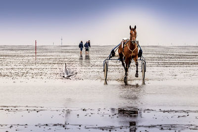 Horses on beach against clear sky