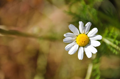 Close-up of white daisy flower