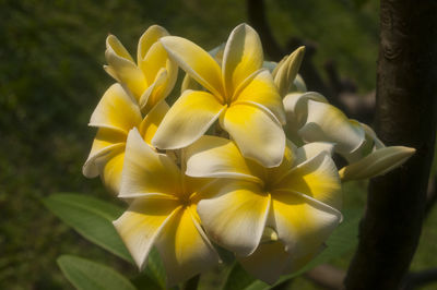 Close-up of yellow flower