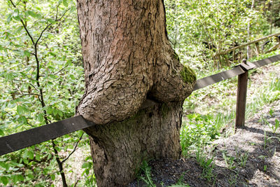 Tree trunk in forest