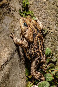 Close-up of frog on wall