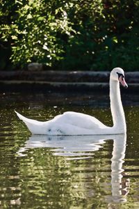 Swan swimming in lake