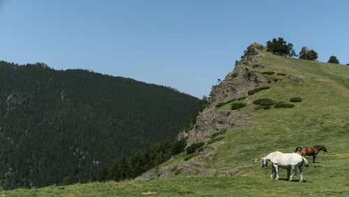 View of a horse on field