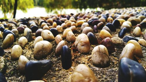 Close-up of pebbles on beach