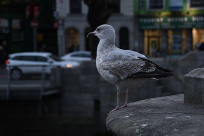 Close-up of seagull perching on a bird