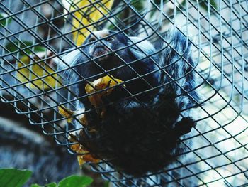 Close-up of bird in cage