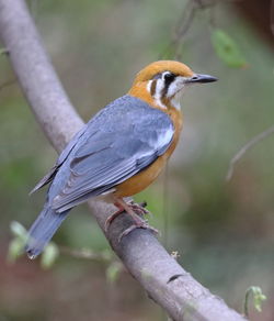 Close-up of bird perching on branch