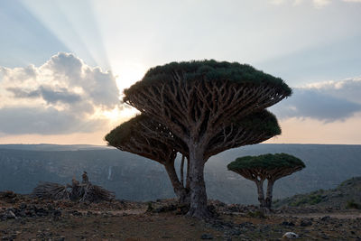 Socotra strange trees. dragon blood tree