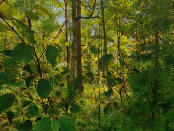 Plants and trees in forest