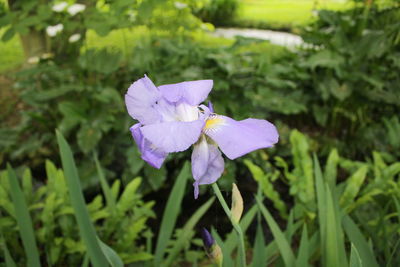 Close-up of purple iris blooming outdoors