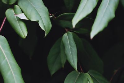 Close-up of fresh green plant