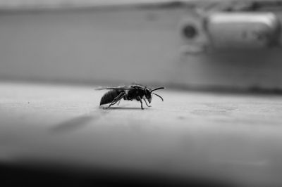 Close-up of housefly