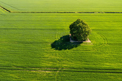View from above on lonely tree with shadow in a green agricultural field