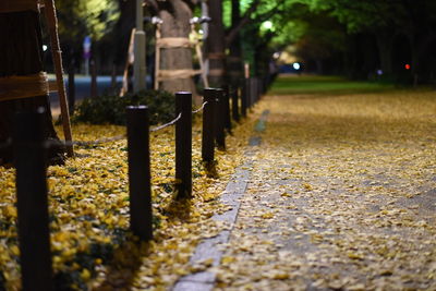 Surface level of footpath in park