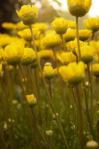 Close-up of flower blooming in field