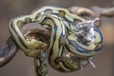 Close-up of snake