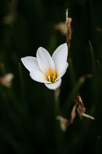 Close-up of white flowering plant