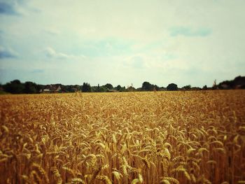 Crop on field against sky