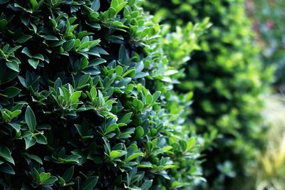 Close-up of green plant