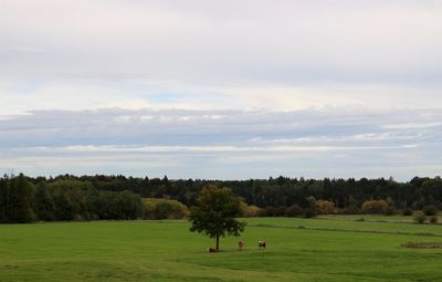 Trees on grassy field