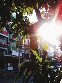 Sun shining through trees