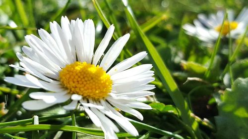 Close-up of white flower blooming outdoors