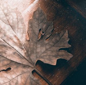 High angle view of leaves on wood