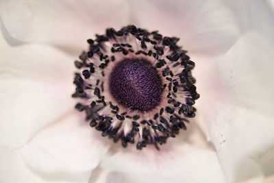 Close-up of white flower