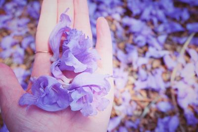 Low section of woman holding purple flowers