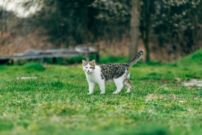 View of a cat on grass