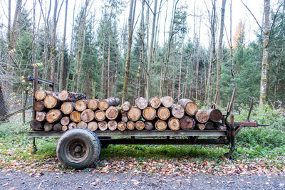 Stack of logs on vehicle in forest