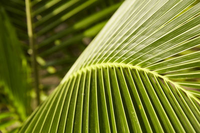 Full frame shot of palm leaves