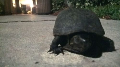 Close-up of tortoise