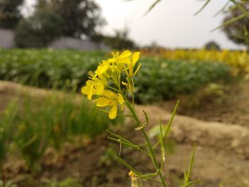Close-up of yellow flowering plant on field