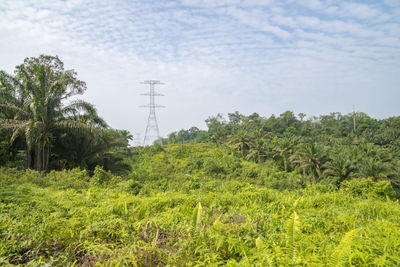 Trees on field against sky