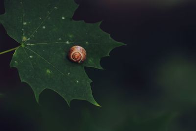Close-up of snail on leaves