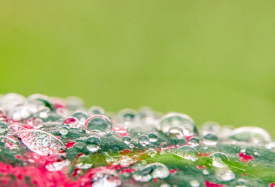 Close-up of water drops on plant