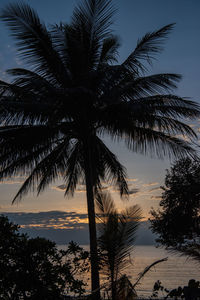 Low angle view of silhouette palm trees against sky during sunset