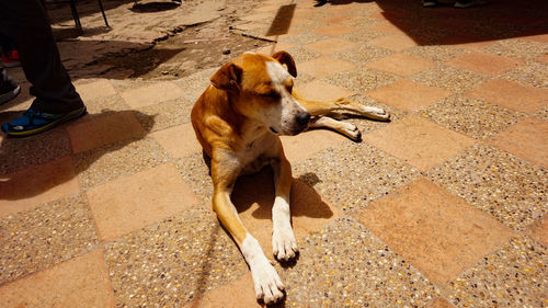 High angle view of dog on footpath