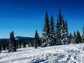 Pine trees on snow covered mountain against blue sky