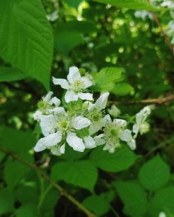 Close-up of white flowering plant