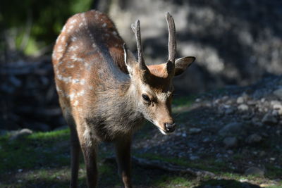 Close-up of sika deer