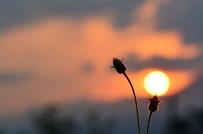 Close-up of silhouette plant against orange sky