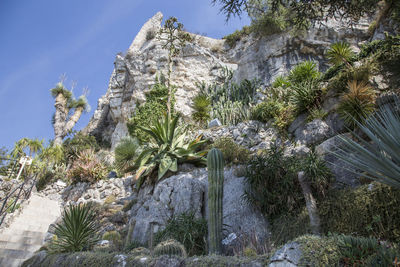 Palm trees and rocks against sky