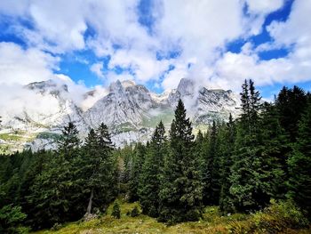 Panoramic view of pine trees against sky
