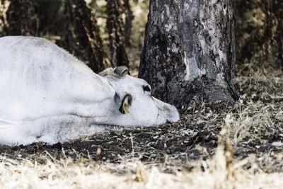 Close-up of dog on tree trunk