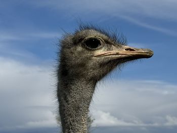 ostrich