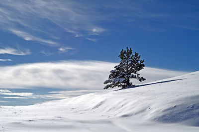 Bare tree on snow covered landscape