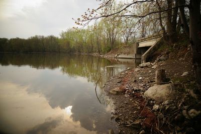 Reflection of trees in water