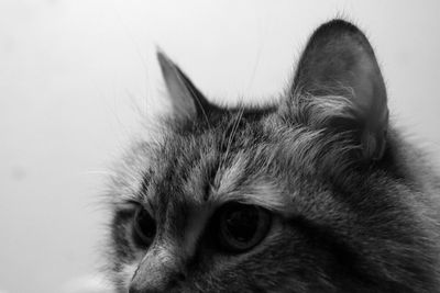 Close-up portrait of cat